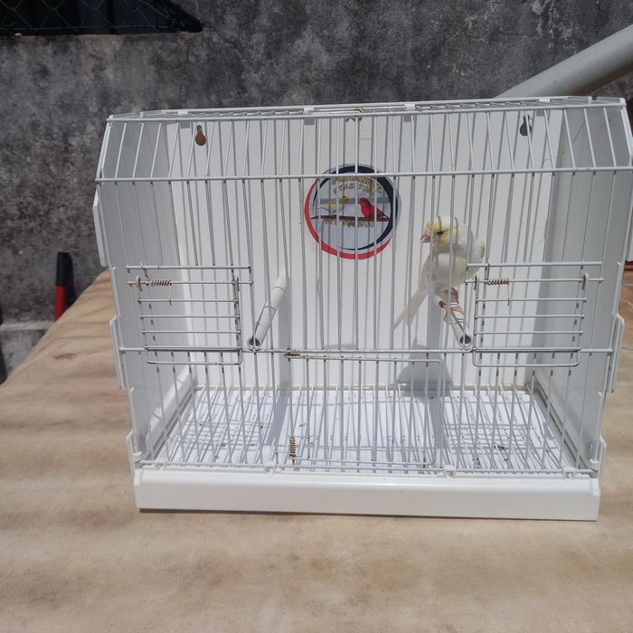 Canario mosaico amarelo