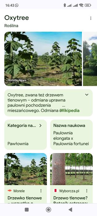 Drzewa tlenowe sadzonki