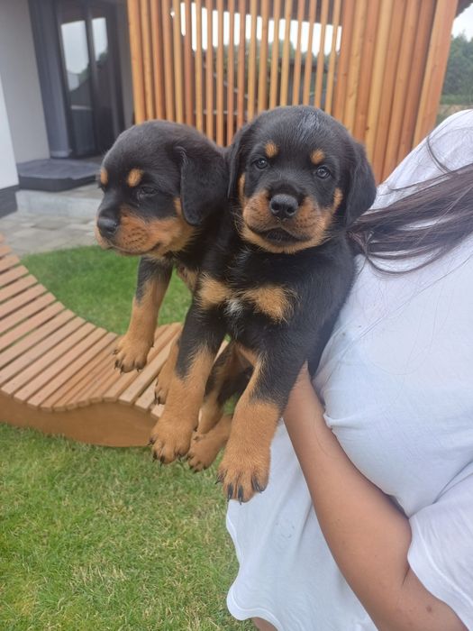 Rottweiler szczeniak pies