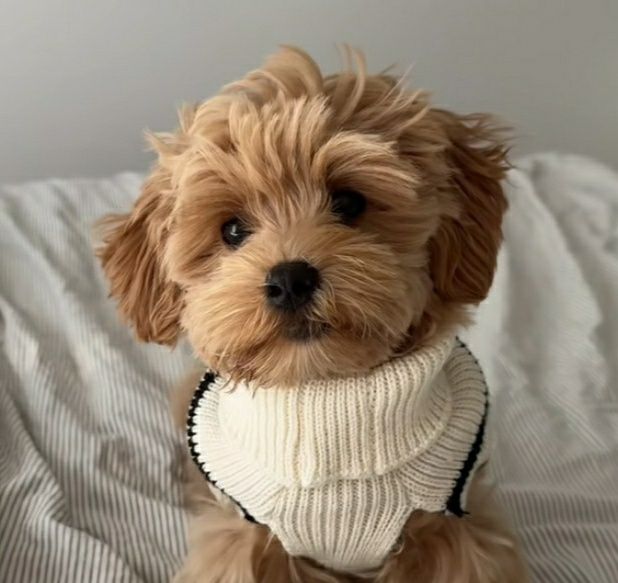 Мальтипу породисті малюки