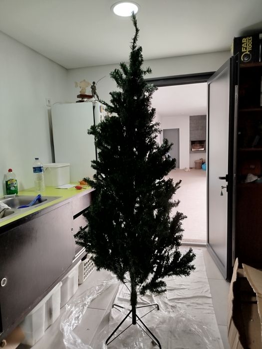 Pinheiro de natal para desocupar esta direito e ainda em caixa
