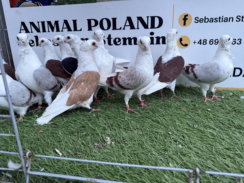 Gołębie. Mewki. Mewka. Możliwy transport