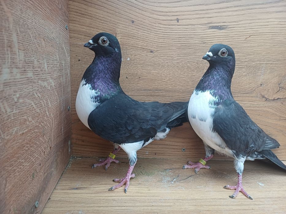 Gołebie Czajki wiedeńskie ozdobne