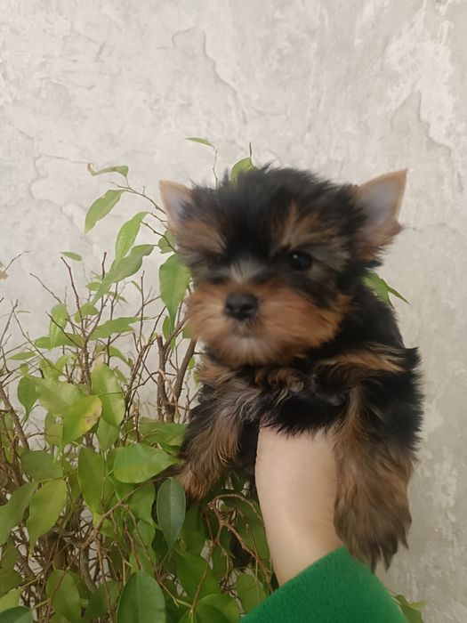 Банда йориков для любви и восхищения