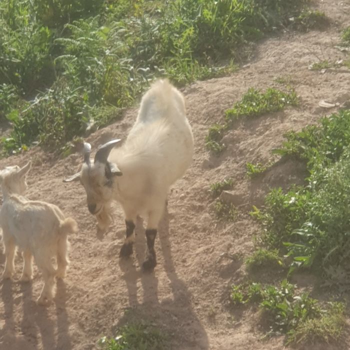 Bode, cabrito venda ou troca