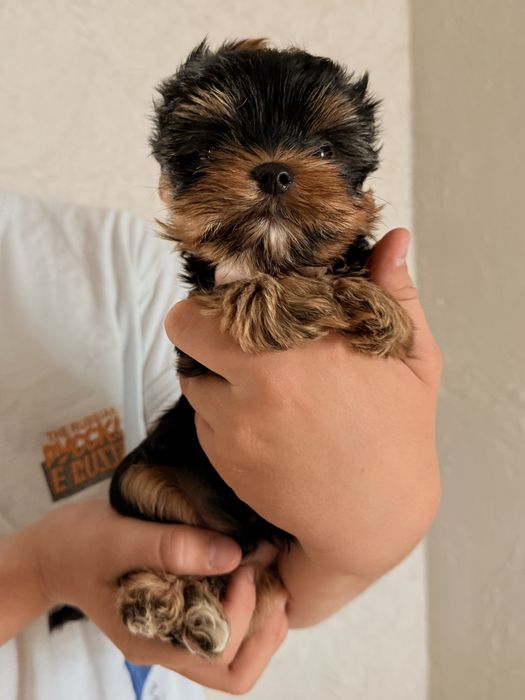 Mały york black tan