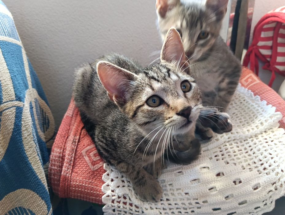 Gatinhos para adopção responsável