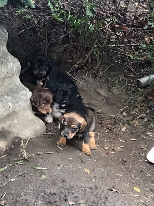 Прилаштовуються цуценята, є хлопчики та дівчатка