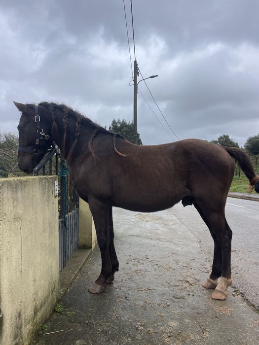Para venda cavalo inteiro super mansinho