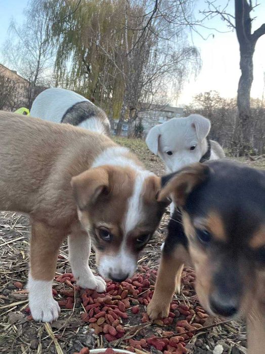 Віддамо безкоштовно цуценят