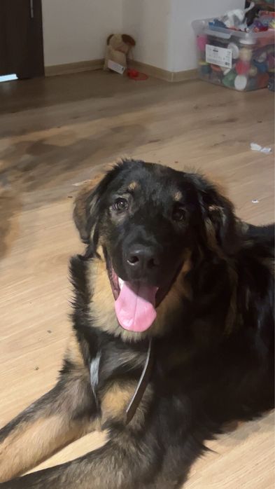 oddam pieska za darmo.