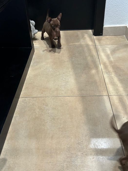 Pinscher miniatura fêmea