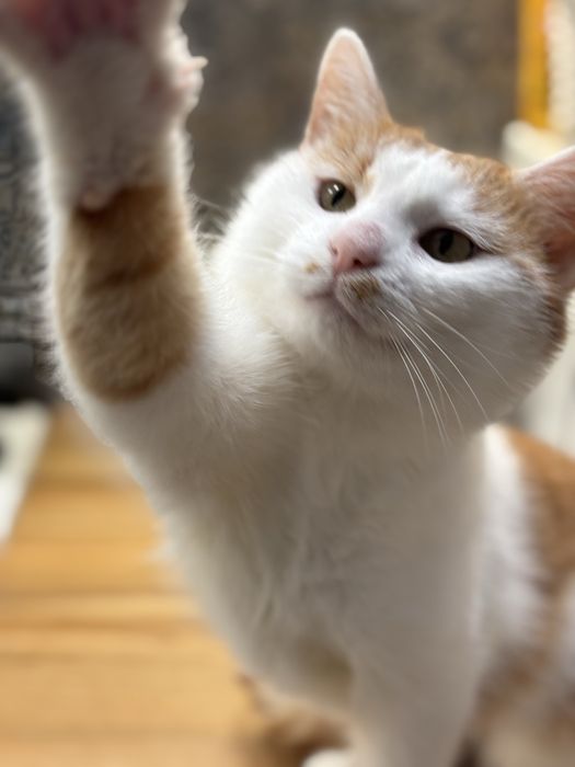 Maślaczek szuka dobrego domu