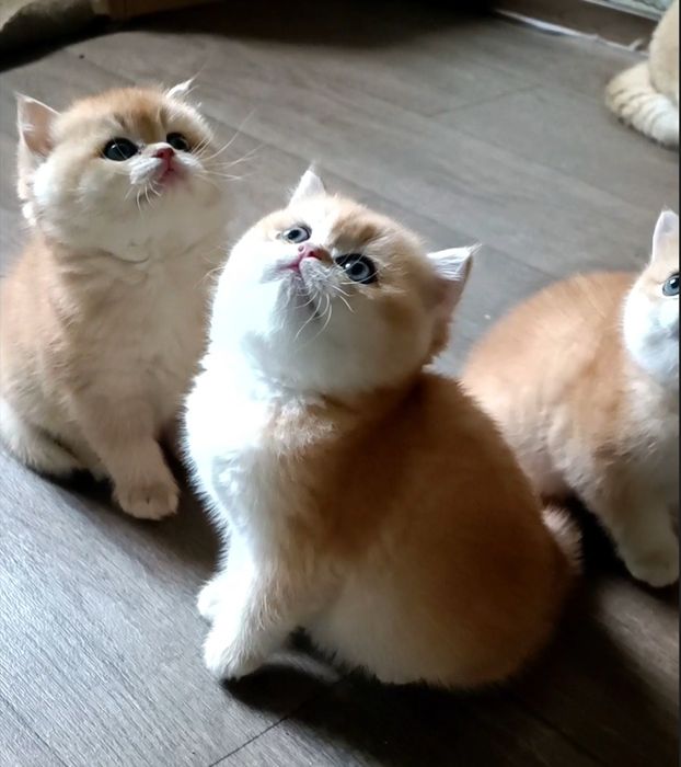 Bri ny 12 золотая шиншилла