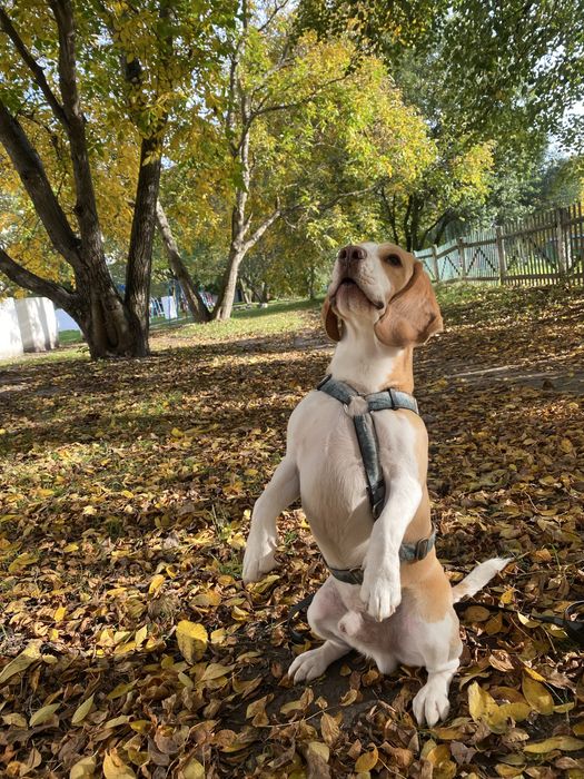 Вʼязка Бігль кобель
