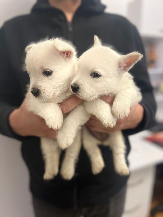 Вест хайленд вайт терьер