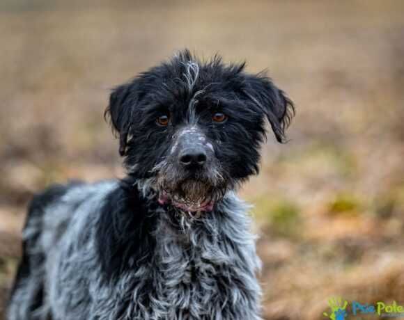 Miły, kontaktowy psiak MOZART szuka kochającego domku!