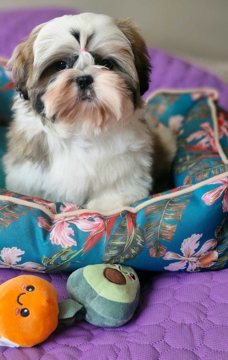 Śliczna suczka ZKwP(FCI)