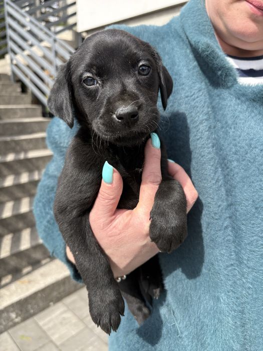 Sprzedam szczeniaka rasy Labrador suczka