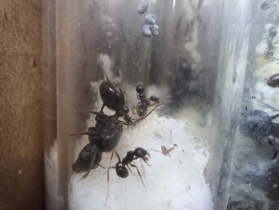 Мурахи  Messor structor, женці. Муравьи жнецы, мессор структор.