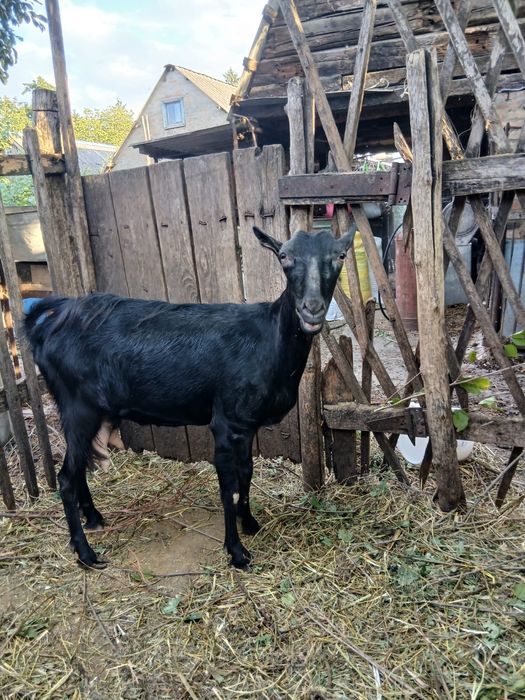 Продам дійних  кіз