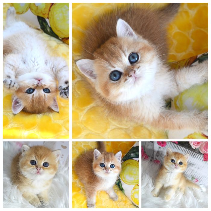 Британська золота шиншила/британская золотая шиншилла/котята