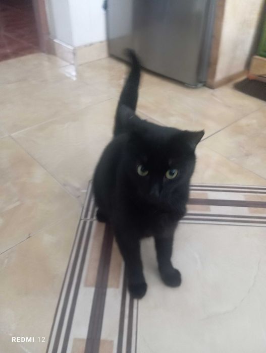 Kocurek Nox szuka domu