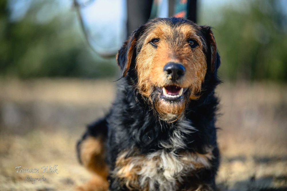 Walenty- młody mix teriera do adopcji