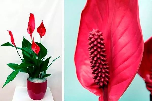 Женское счастье спатифиллумы