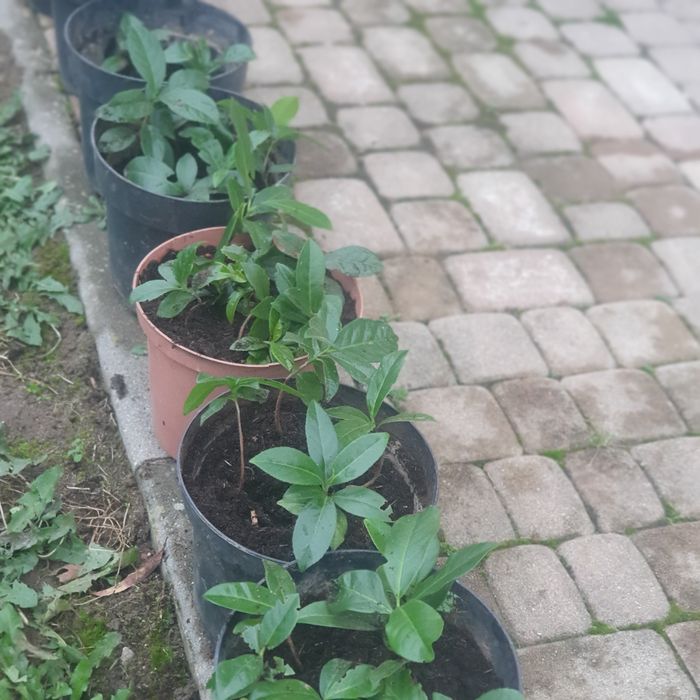 LAUROWIŚNIE  sadzonki .