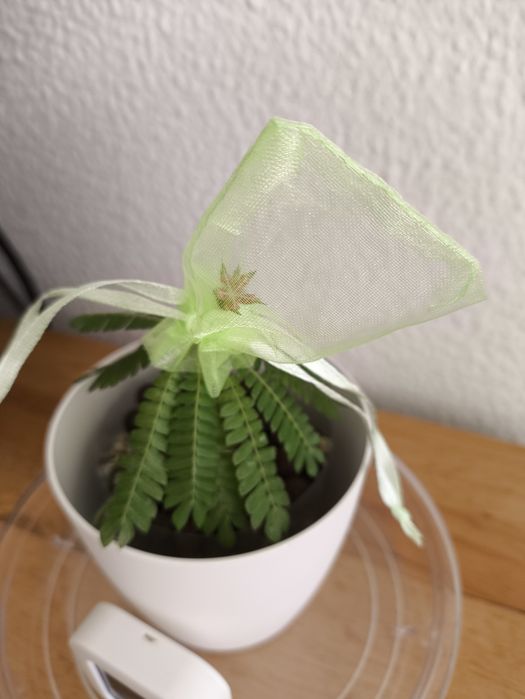 10 SEMENTES da planta Biophytum sensitivum