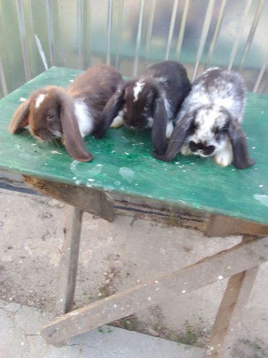 Króliki rasowe i mieszane