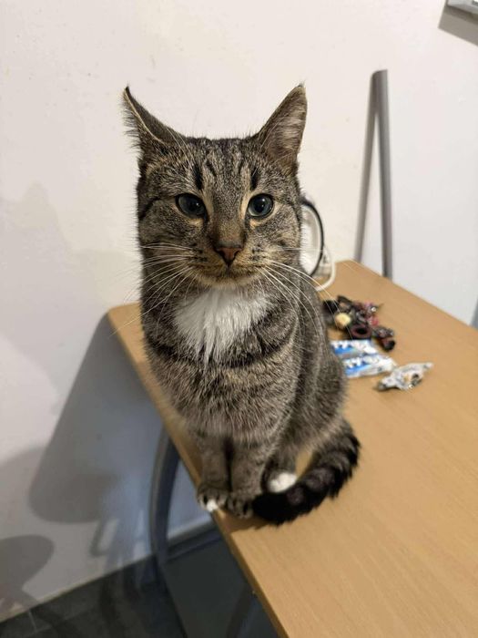 Kocięta w różnym wieku do adopcji