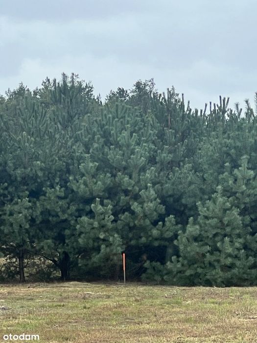Działka budowlana 3010 m² prąd w drodze