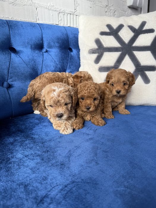 Крамельні бебі фейс мальтіпу