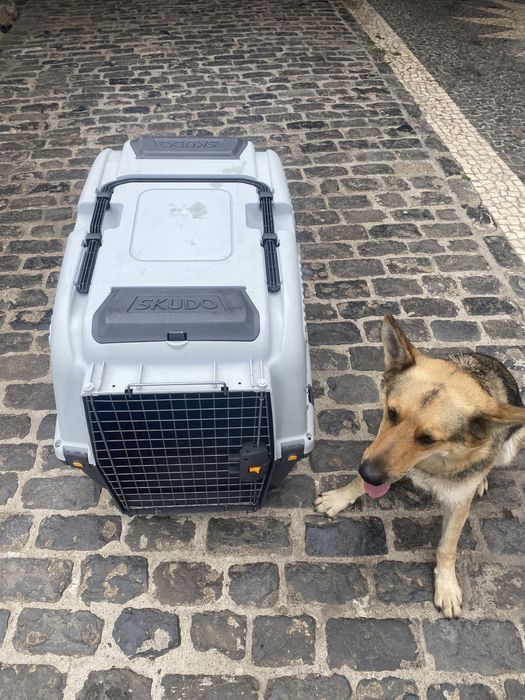 Caixa de transporte para animais XL