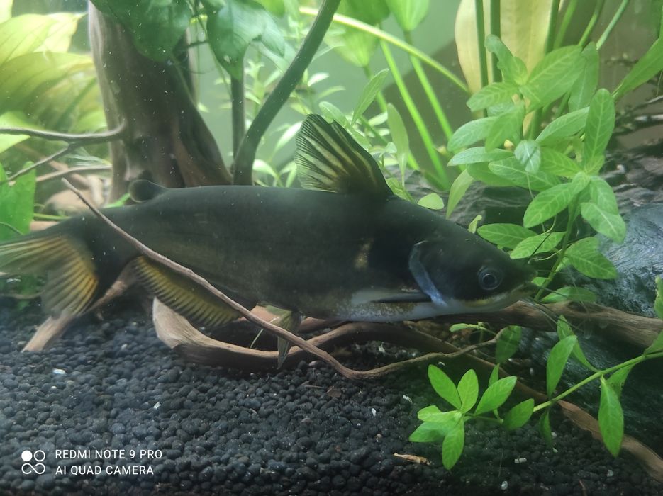 Sum akwarystyczny Mystus nigriceps