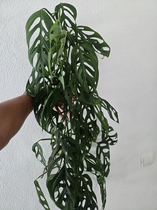 Monstera Esqueleto