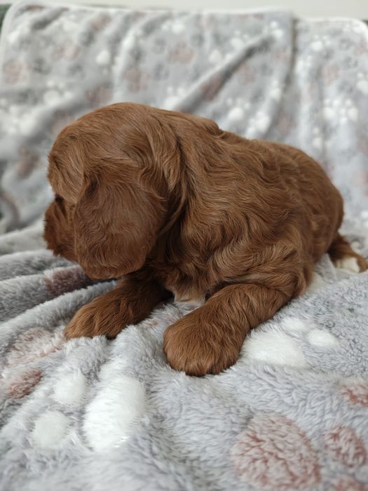 Cavapoo F1  Cavalier & Pudel