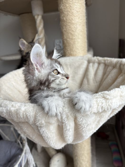 Kotka Maine coon