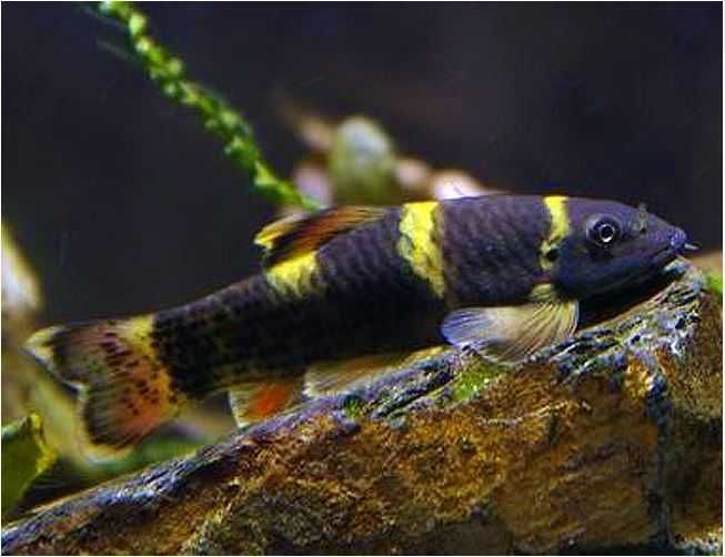 MISIEKZOO na glony - garra flavatra