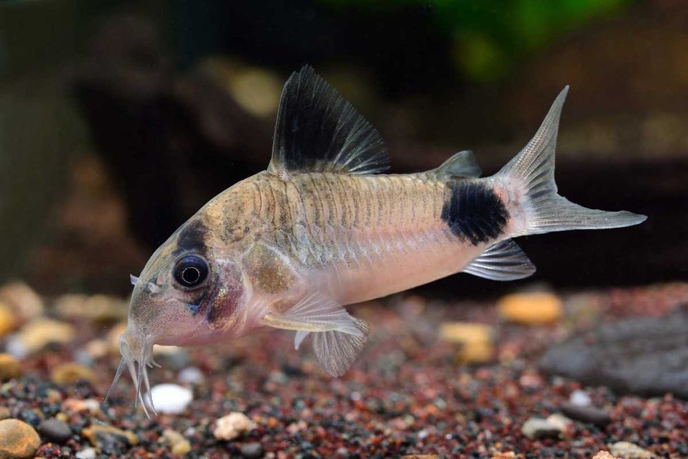 kirys panda Corydoras panda