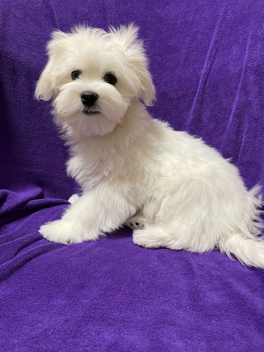 Мальтезе хлопчик