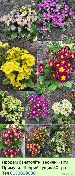 Садові квіти Примула