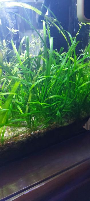 Plantas para Aquário