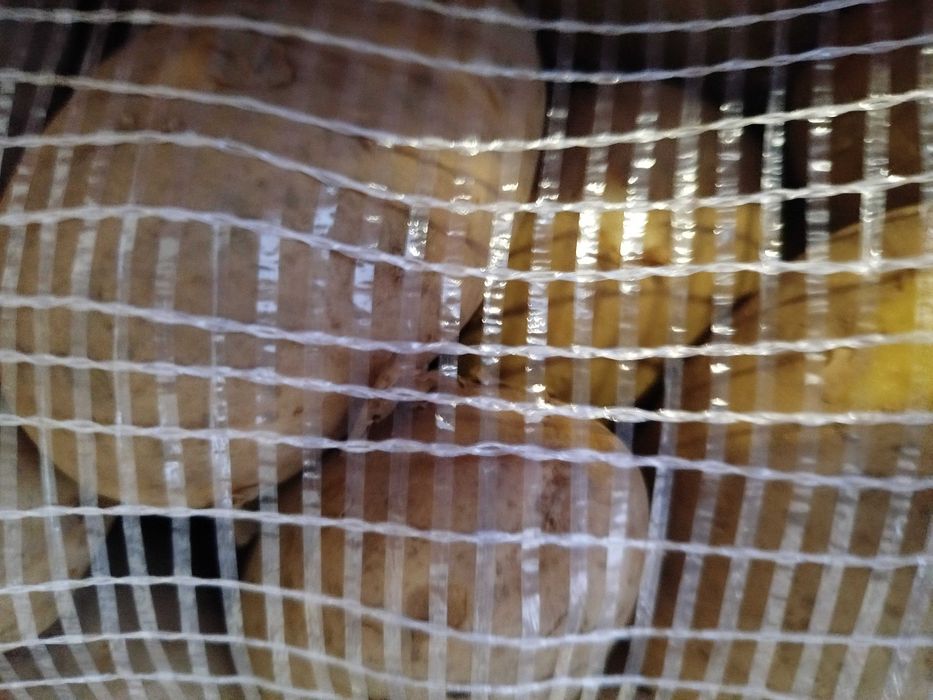 Batata Kannebeck colheita 2025