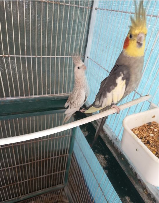 casal de caturras com viveiro
