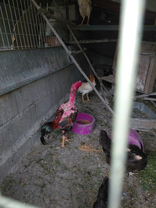 Galos e galinhas..