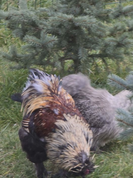 Koguty silka, sprzedam bądź wymiana na koguty silki