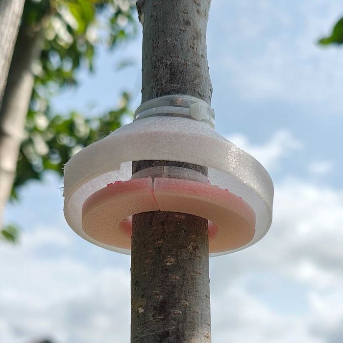 AntRING - pułapka na mrówki, blokuje dostęp do mszyc (40-55mm) (10 sztuk)